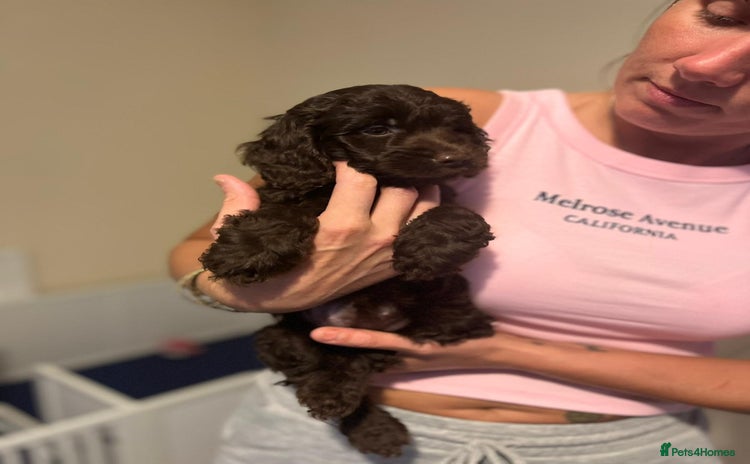 Cockapoo dogs - Advert 13