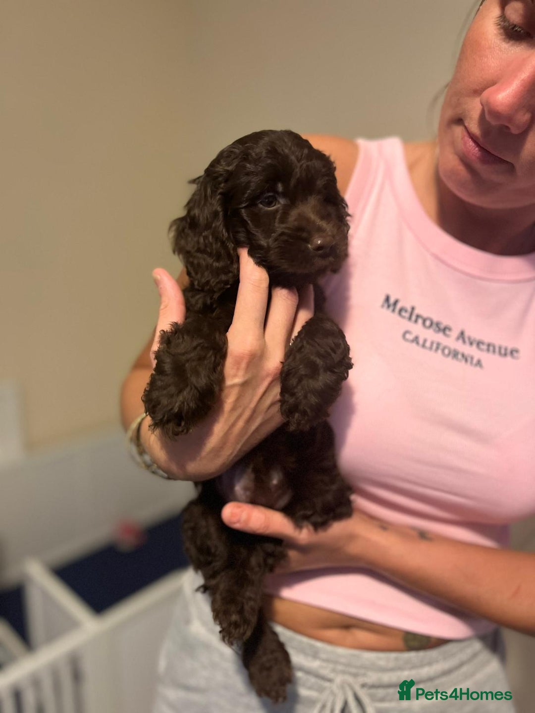 Cockapoo dogs for sale: All rehomed ❤️ F1 PRA clear cockapoo pups - Image 1
