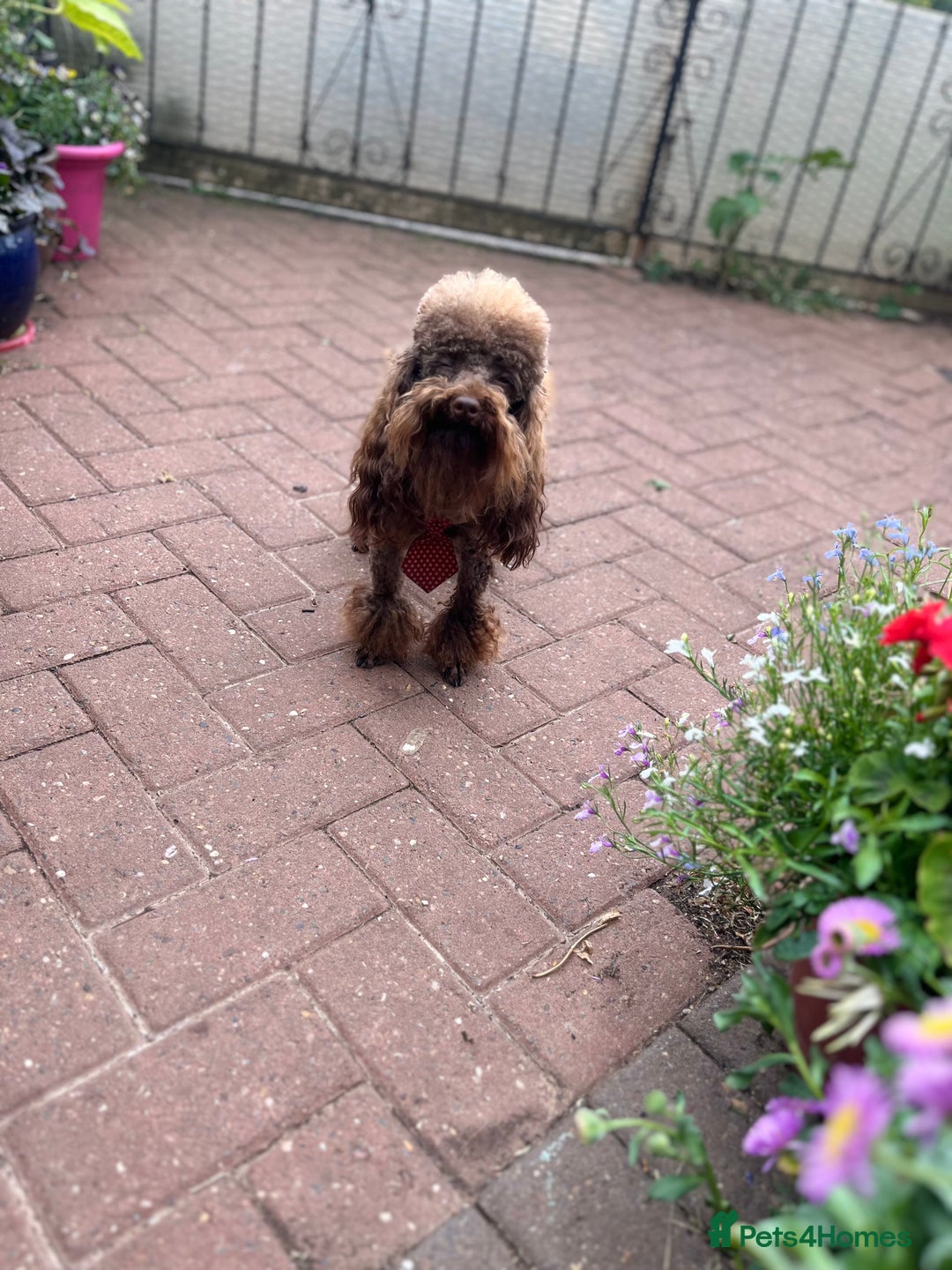 Toy Poodle dogs for stud: K.C Chocolate ToyPoodle at Stud in Coventry - Advert 3