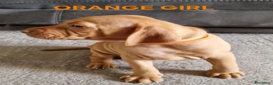 Hungarian Vizsla 3