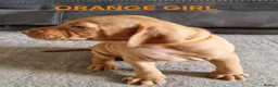 Hungarian Vizsla dogs for sale: Stunning Hungarian Vizsla Puppies - 4 Girls. - Advert 8