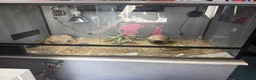 Leopard Gecko reptiles for sale: Leopard gecko  in Bishop Auckland - Advert 2