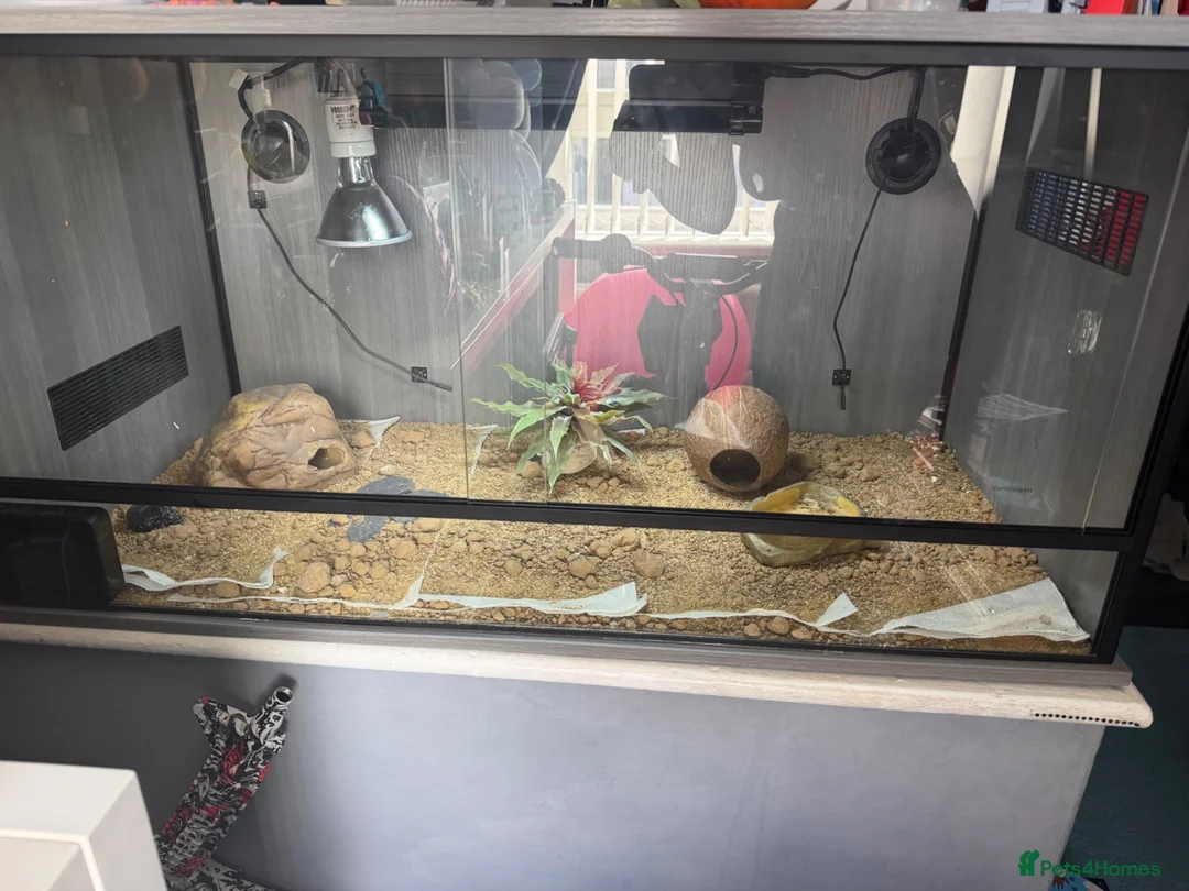 Leopard Gecko reptiles for sale: Leopard gecko  in Bishop Auckland - Advert 2