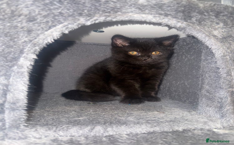 British Shorthair cats Black fluffy Britishort hair  - Advert 2