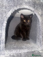 British Shorthair cats Black fluffy Britishort hair - Advert 4