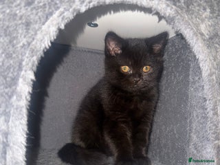 British Shorthair cats Black fluffy Britishort hair - Advert 18