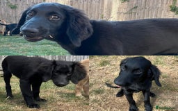 Goldendoodle dogs for sale: READY TO LEAVE - DNA health tested Puppies - Image 22