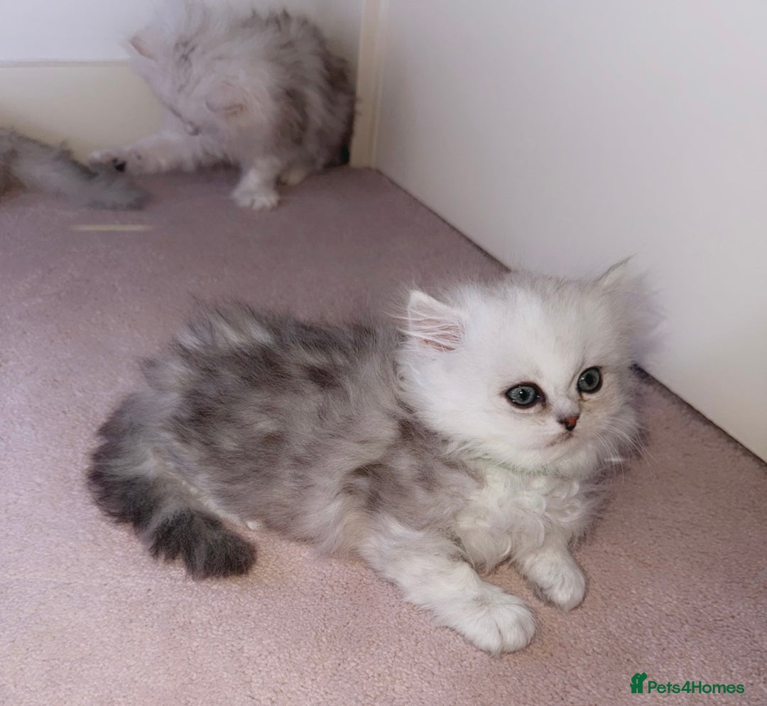 Persian cats for sale: Rare Persian Kittens🤍Only 1 Left - Image 15