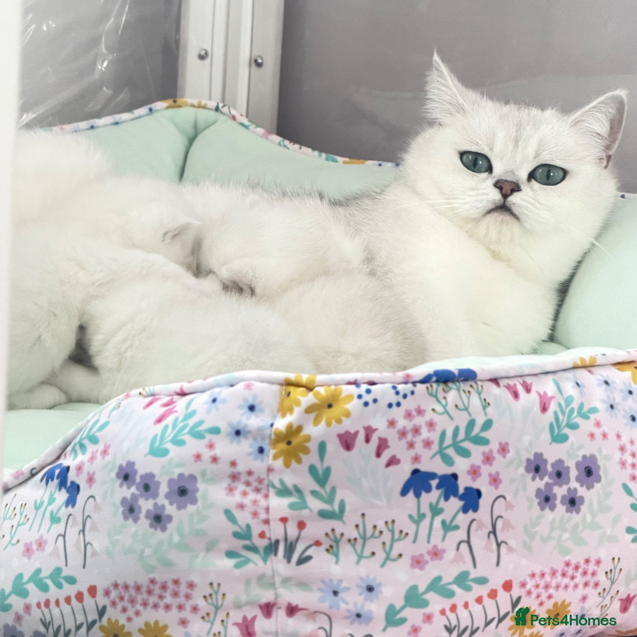 British Shorthair cats British Shorthair Chinchilla (Silver Shaded) - Advert 1