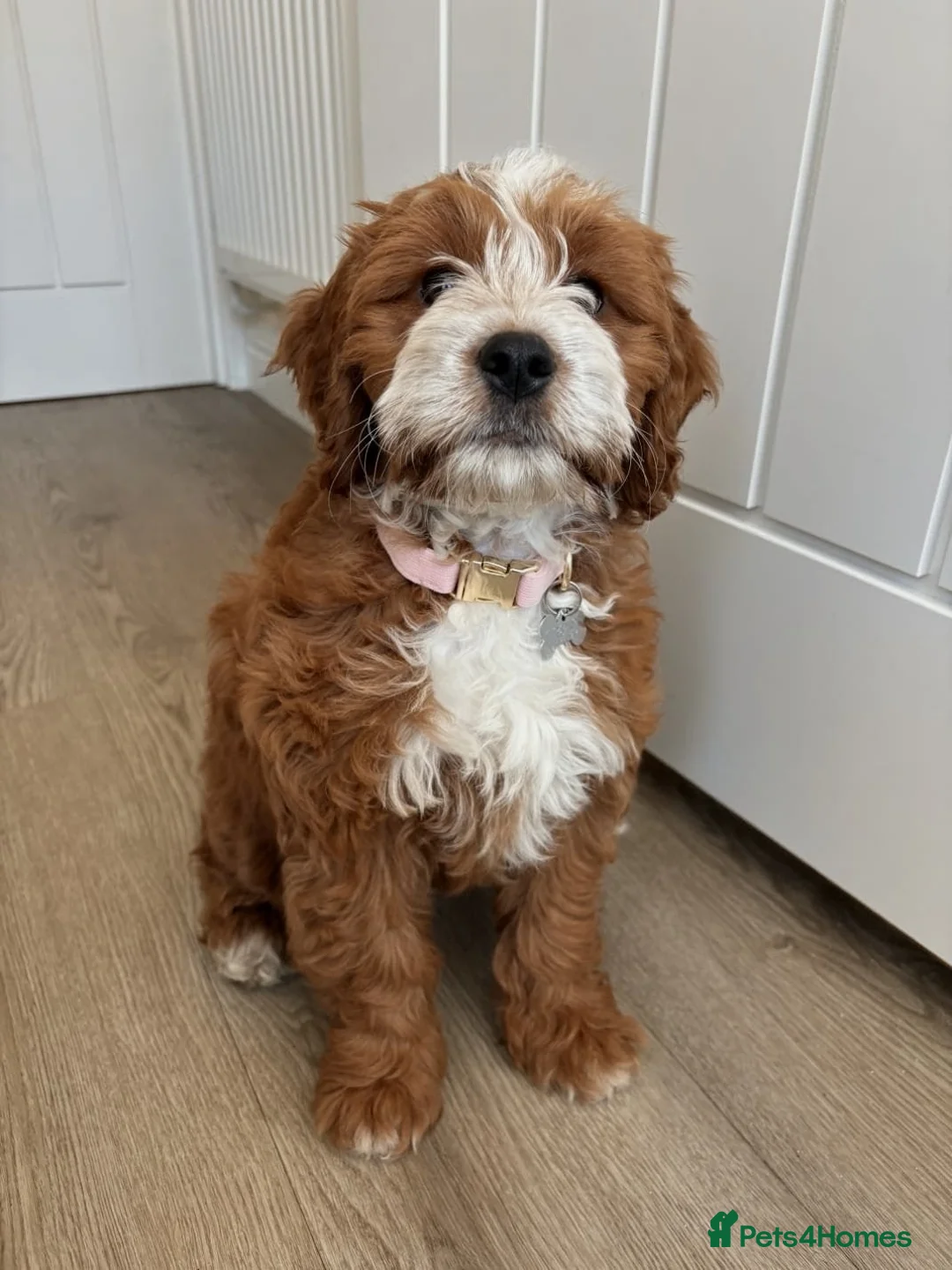 Cockapoo dogs for sale: Ready to go Heath tested F1 toy cockapoo girls - Advert 1