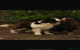 Saint Bernard dogs for sale: Stunning KC reg Saint Bernard puppies  - Image 24