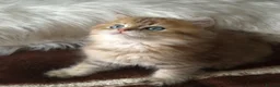 British Longhair cats for sale: British Longhair/Shorthair black golden shaded  - Advert 9