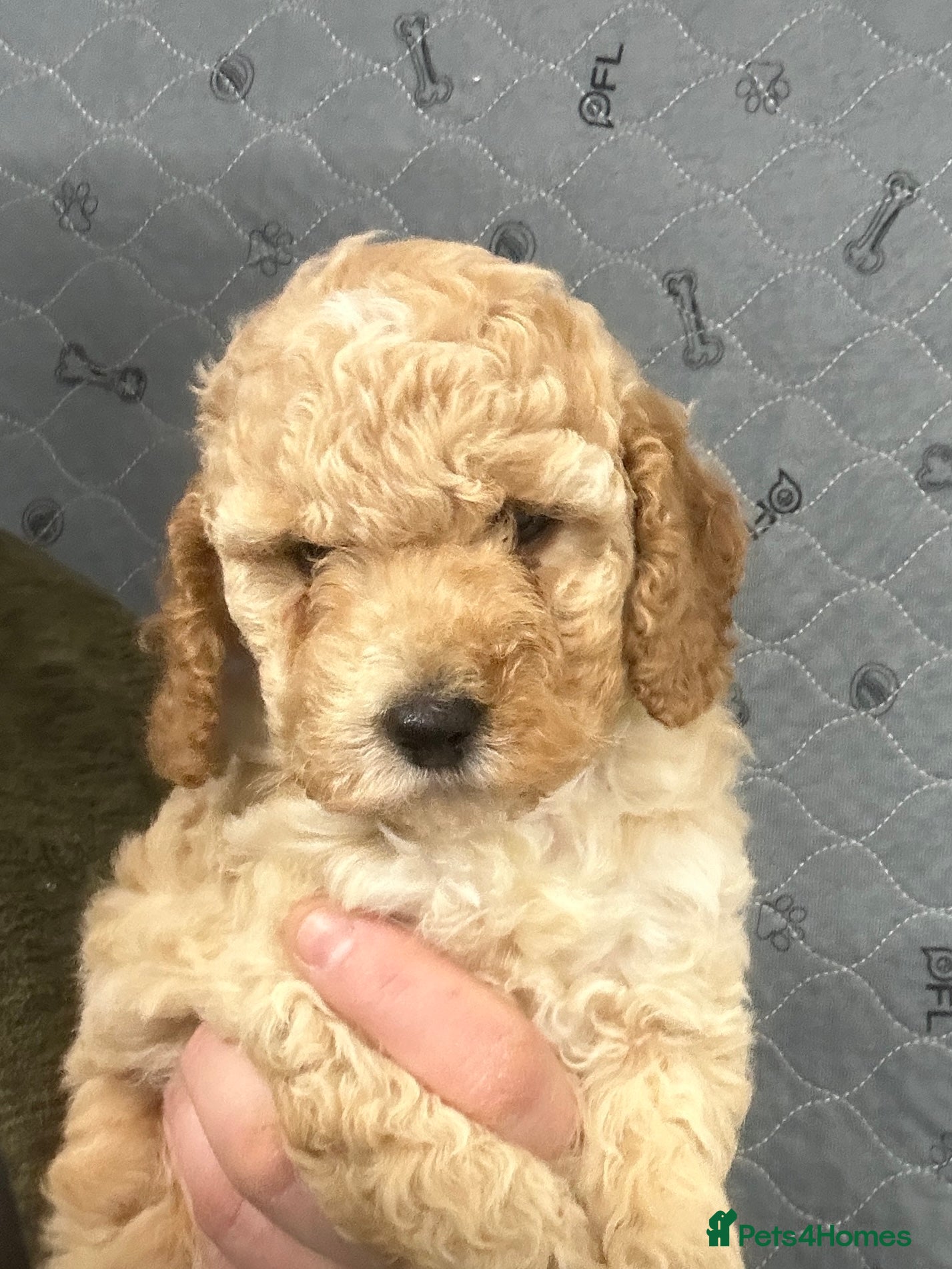 Cockapoo dogs Show Type Cockapoo Puppies - DNA tested parents - Advert 6