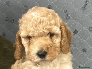 Cockapoo dogs Show Type Cockapoo Puppies - DNA tested parents - Advert 6