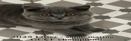 British Shorthair cats for sale: Chubby GCCF champion Litter Blue BSH in Mold - Advert 5