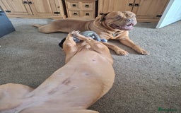 Dogue De Bordeaux dogs for sale: Snooch & River Dogue De Bordeaux 2 & 3 Years old. - Image 7