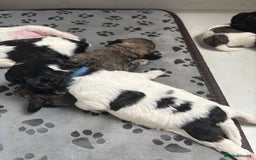 Mixed Breed dogs for sale: 6 beautiful Shihpoo + cotton de Tulear puppies - Image 15