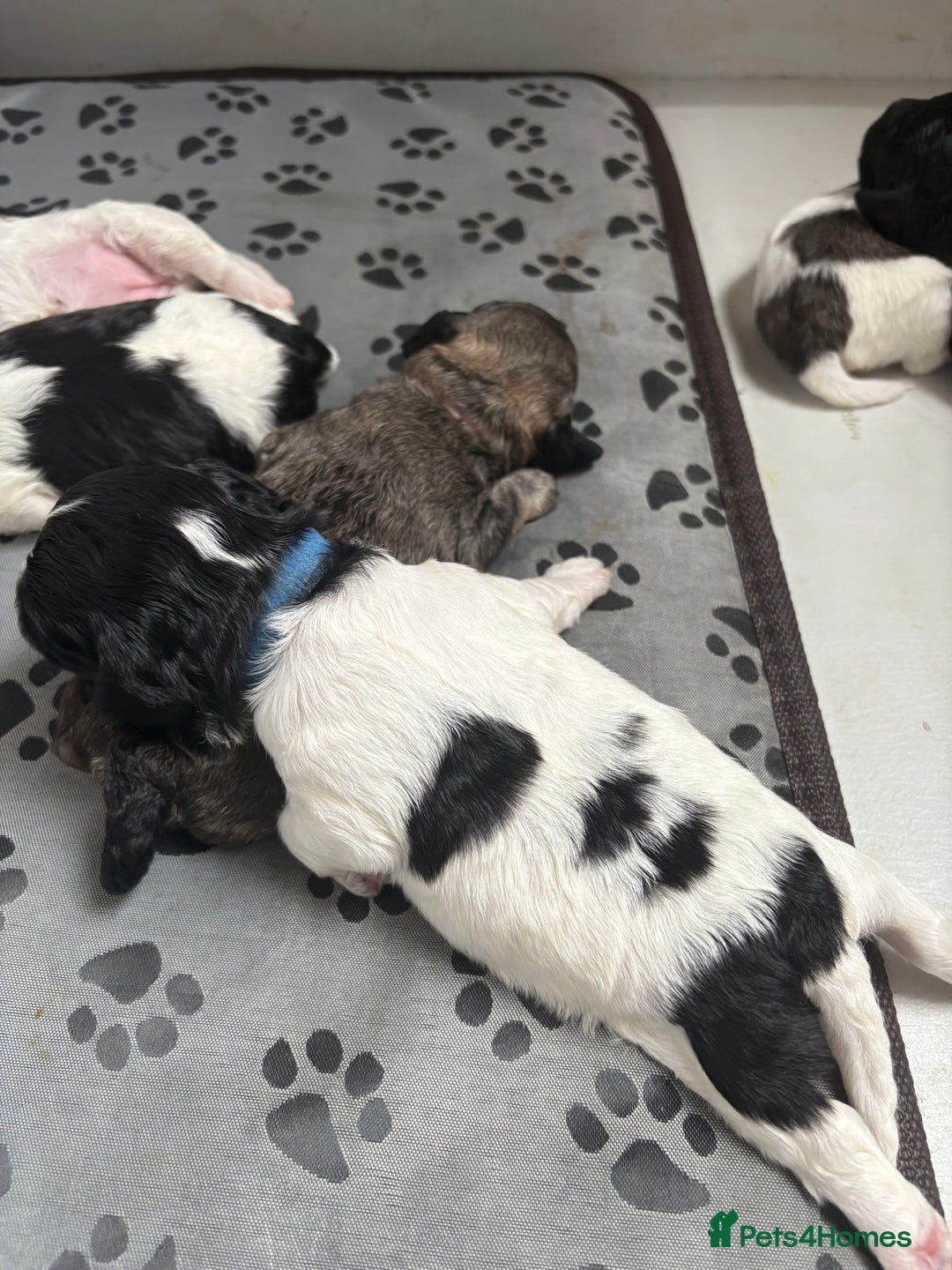 Mixed Breed dogs for sale: 6 beautiful Shihpoo + cotton de Tulear puppies - Image 15