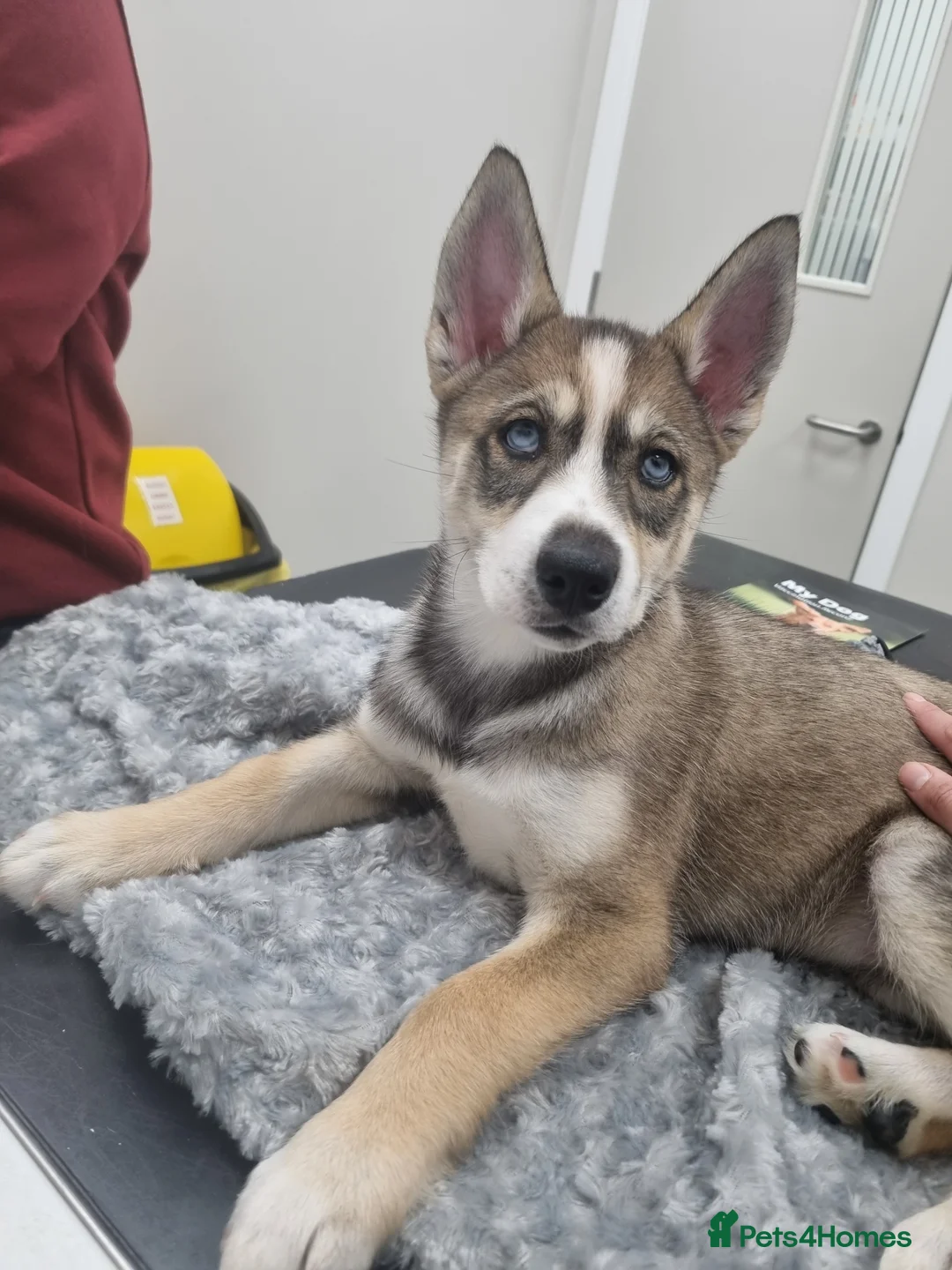 Siberian Husky dogs for sale: Rare Grey Agouti Girl Husky Puppy 💖 in Birmingham - Advert 2