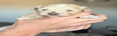 Puppy 1