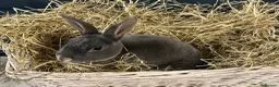 Rex rabbits for sale: Rex Standard Rabbits/Bunnies/Kits Available  - Advert 1