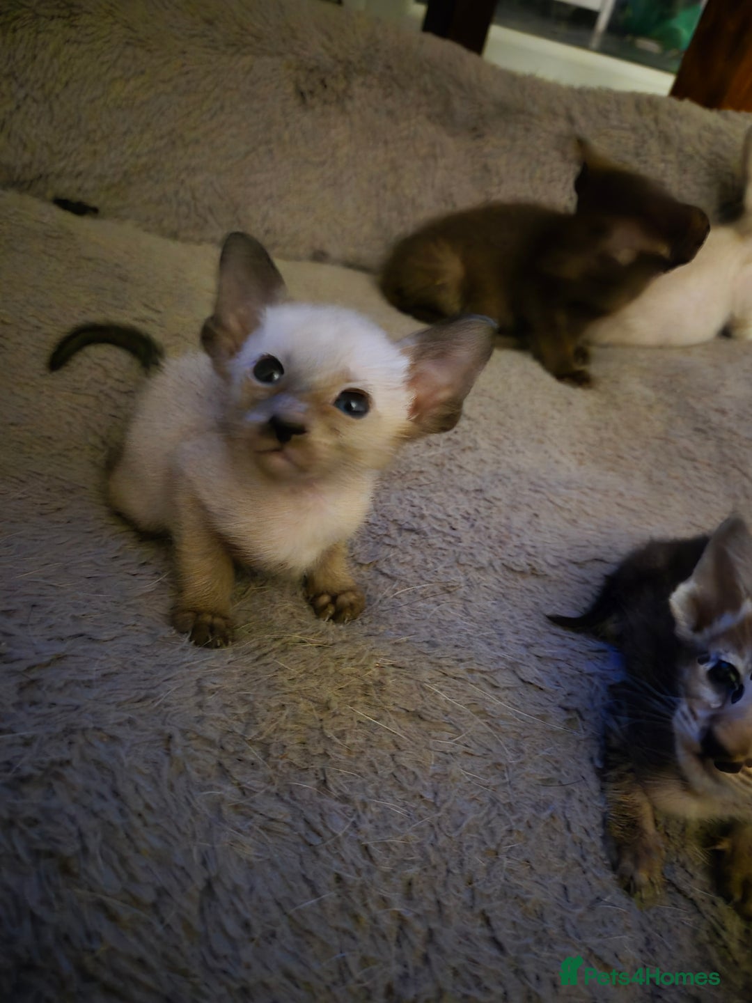 Oriental cats for sale: 2 Oriental boys left ( sold ) - Image 24