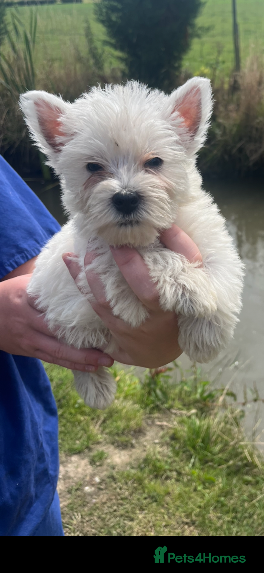 West Highland Terrier dogs for sale: Pedigree Westie puppies  - Advert 2