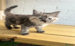 British Longhair cats for sale: Ready to home🤍 3 Black Tabby & 2 Multicoloured - Image 7