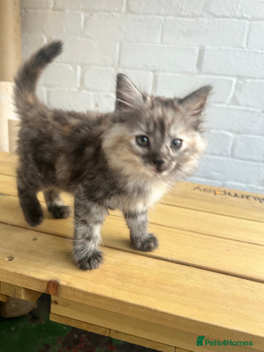 British Longhair cats for sale: Ready to home🤍 3 Black Tabby & 2 Multicoloured - Image 7