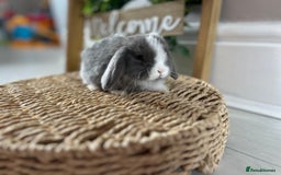 Mini Lop rabbits for sale: Litter of mini lop babies  - Image 18