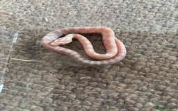 Corn Snake reptiles for sale: Baby corn snakes, snows, amel het palmetto, anery - Image 10