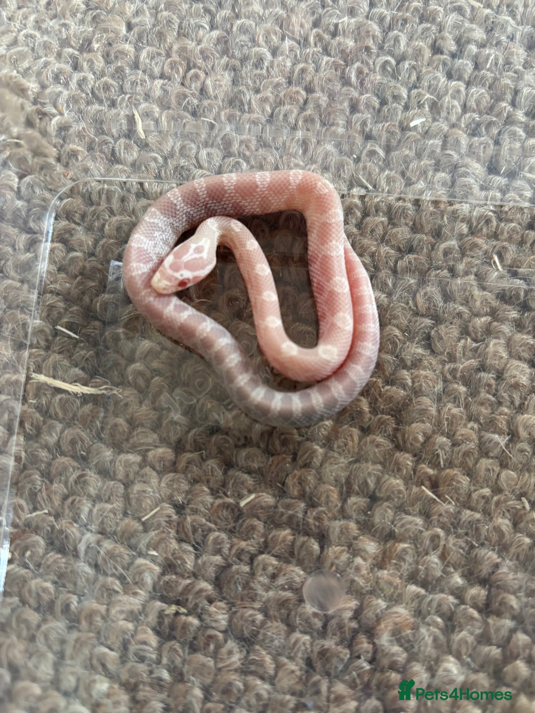 Corn Snake reptiles for sale: Baby corn snakes, snows, amel het palmetto, anery - Image 10