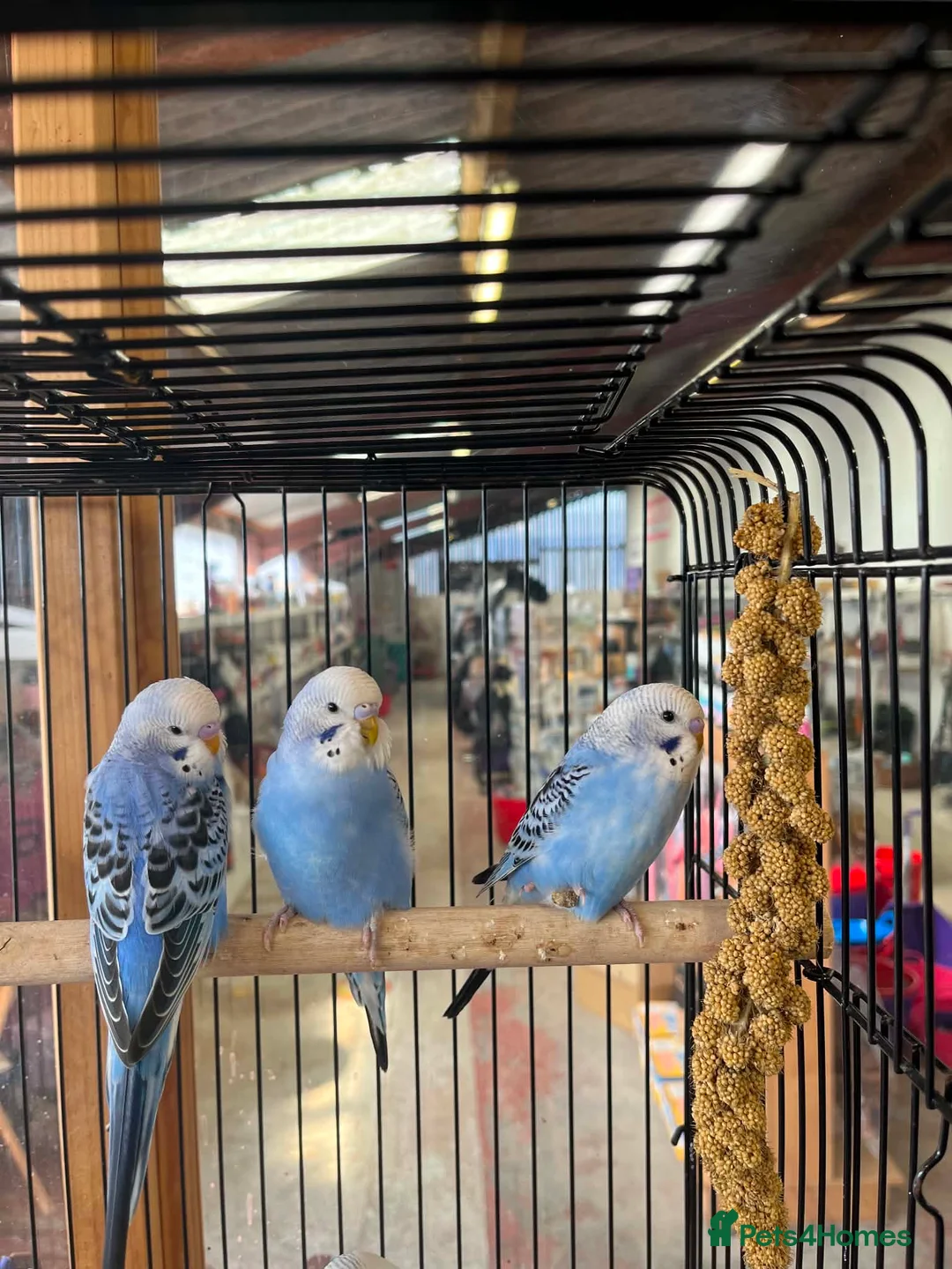 Budgerigars birds for sale: 3 blue / violet budgies for sale  - Advert 3