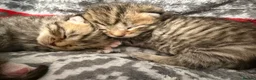 Mixed Breed cats for sale: Beautiful Bengal Cross Maine Coon Babies  in Andover - Advert 3