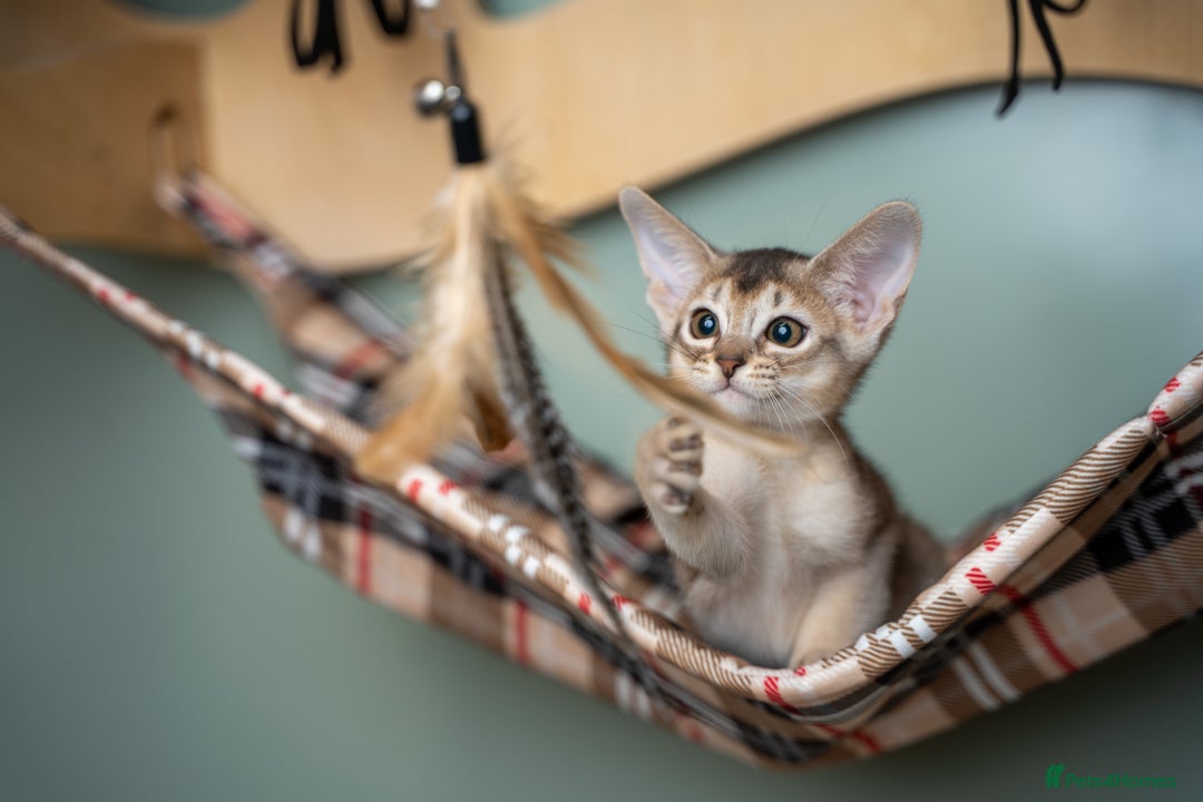 Abyssinian cats for sale: SILVER ABYSSINIAN-Winston-Rare and Exceptional  - Advert 26