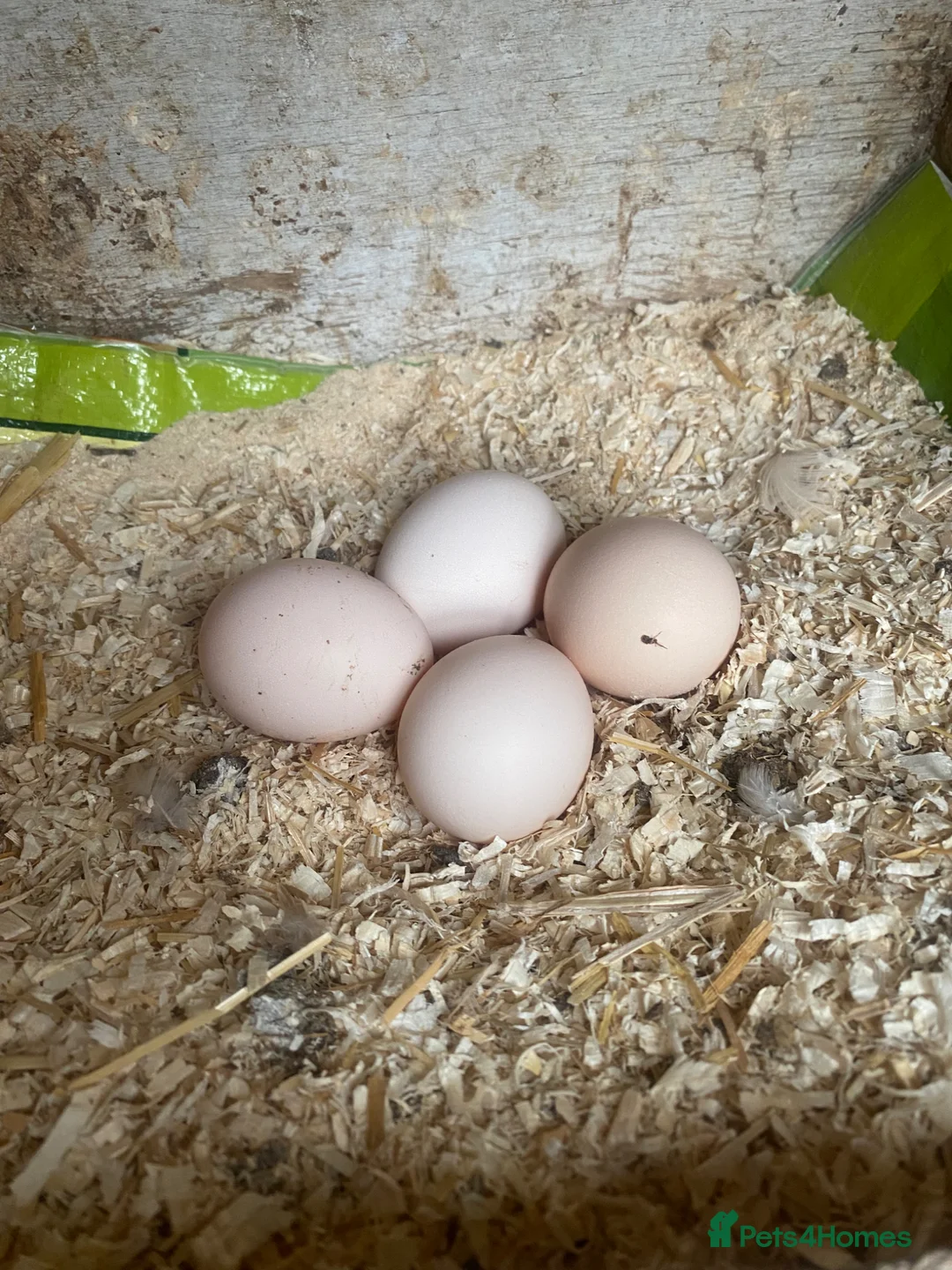 Chickens poultry for sale: Beautiful chicken , eggs , see details for price  - Advert 2