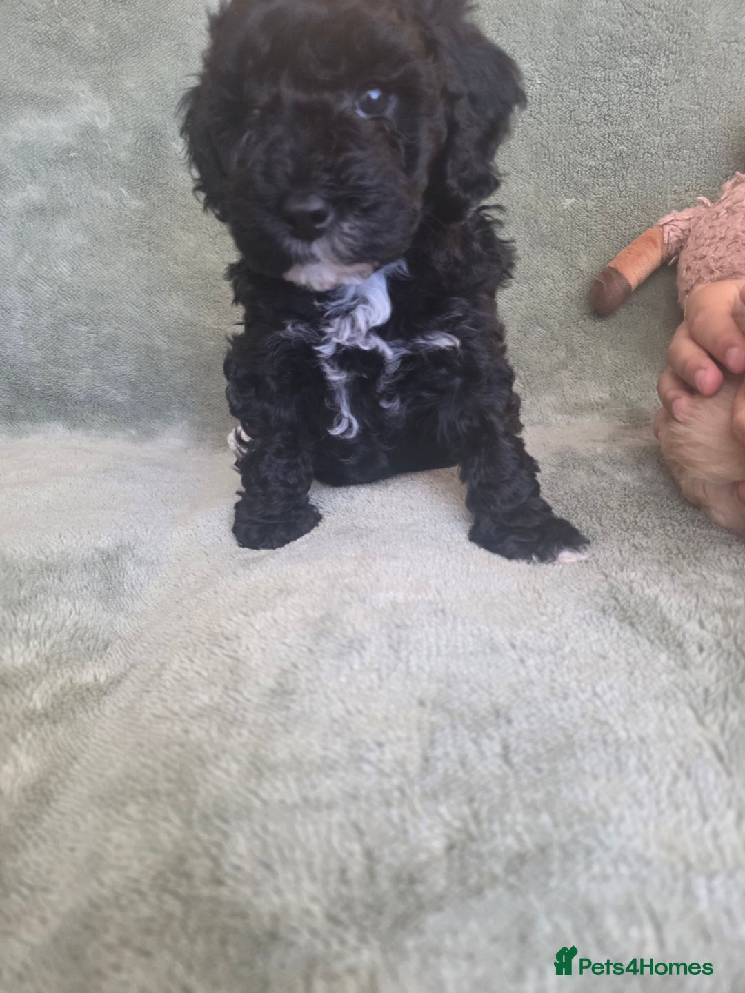 Cockapoo dogs for sale: BEAUTIFUL F1B COCKAPOO BABBIES  - Image 2