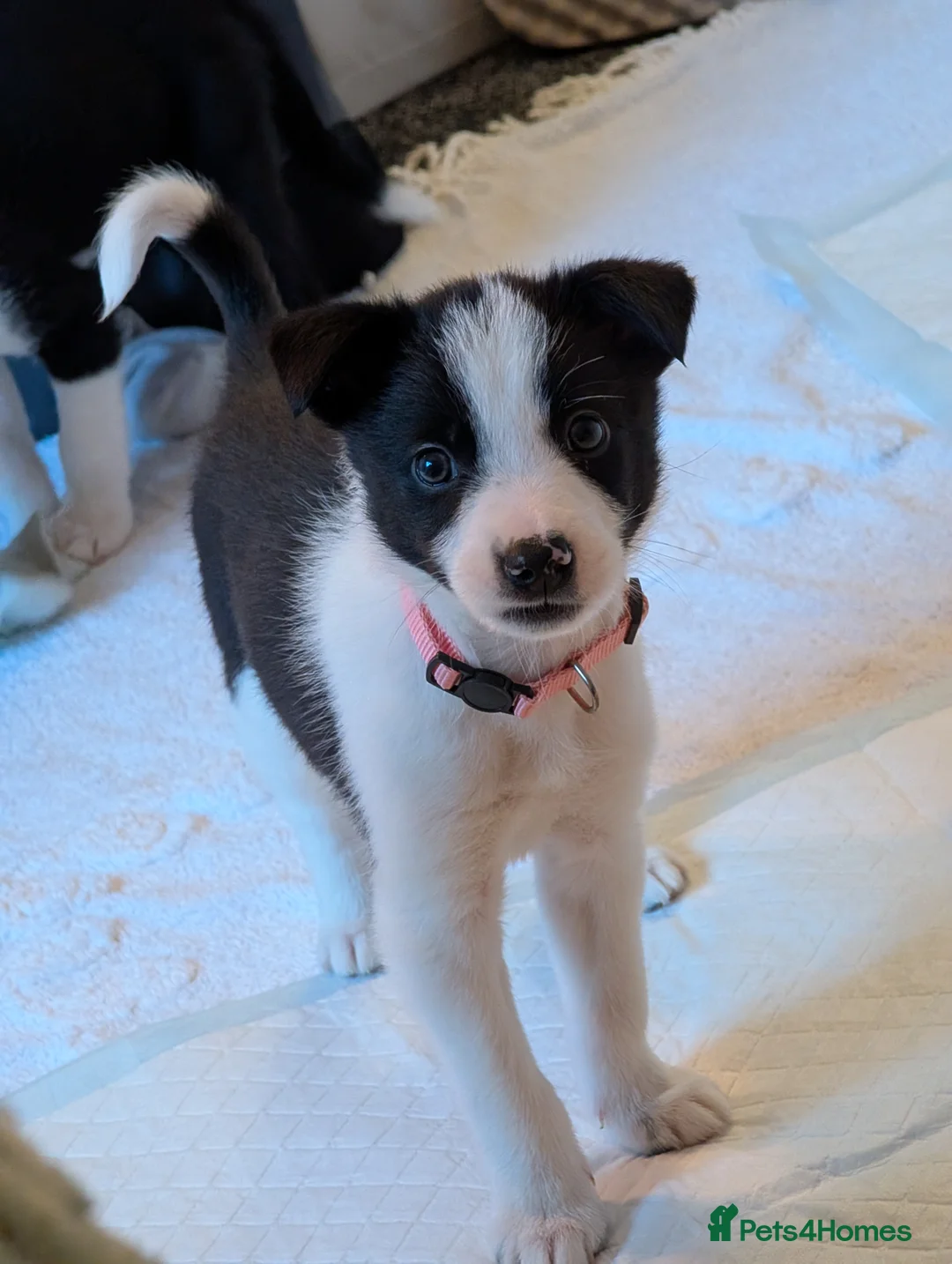 Border Collie dogs for sale: 2x border collie bitches. READY NOW - Advert 6