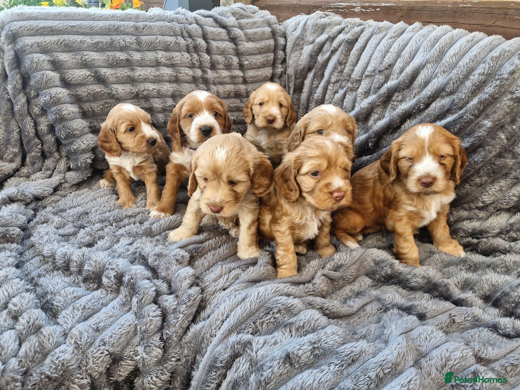 Cockapoo dogs Beautiful Cockerpoo Puppies - Advert 12