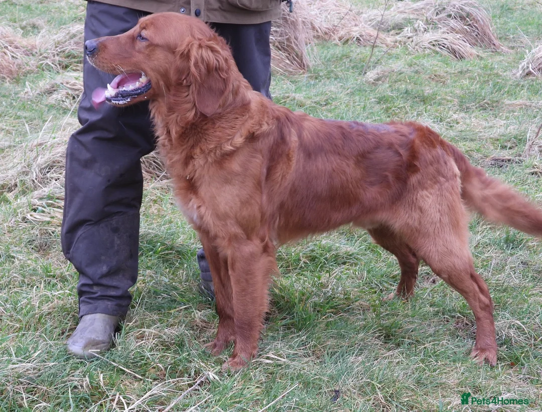 Golden Retriever dogs for stud: Golden retriever at stud  - Advert 2