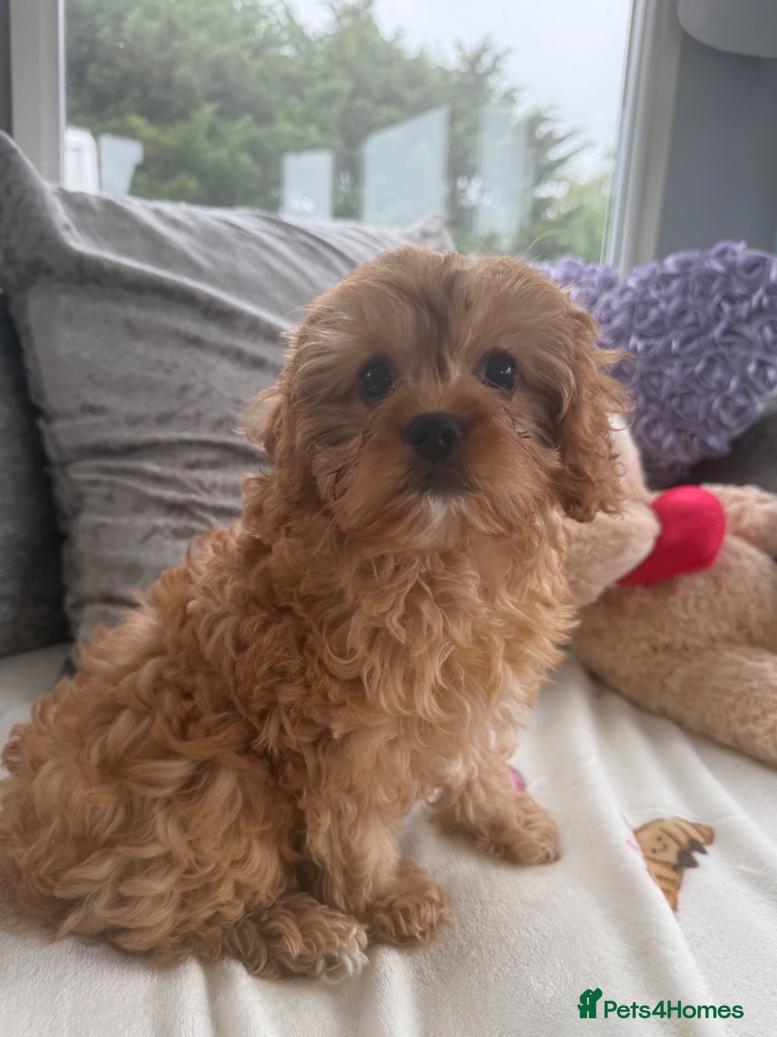 Cavapoo dogs Stunning cavapoo pups - Advert 2