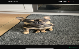 French Bulldog dogs for sale: DWKC registered French bulldog puppies  - Image 12