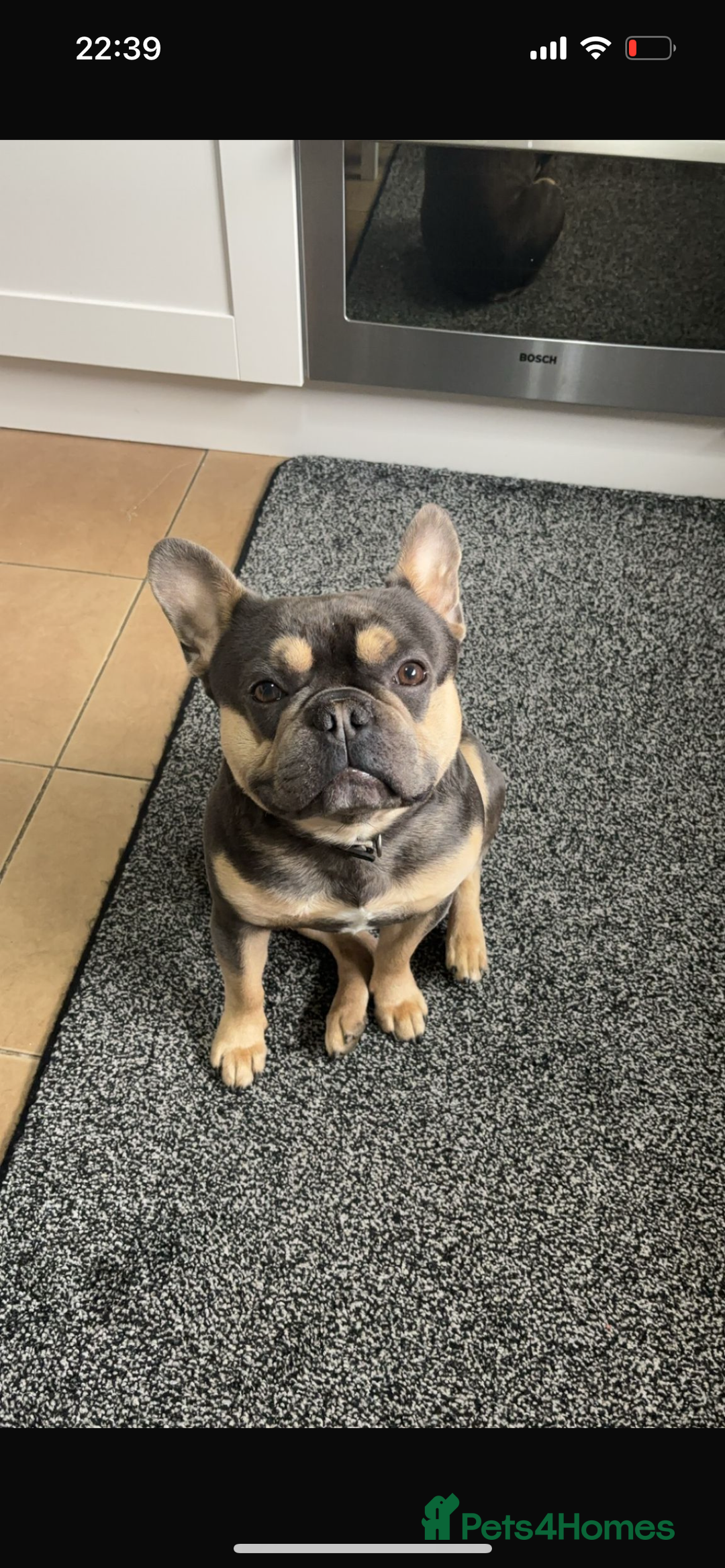 French Bulldog dogs for sale: DWKC registered French bulldog puppies  - Image 12