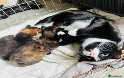 Mixed Breed cats for sale: tortoise shell female - Image 1