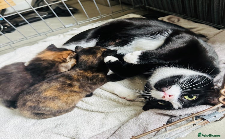Mixed Breed cats - Advert 14