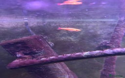 Fancy Goldfish fish for sale: Stocked cold water tank - Image 5