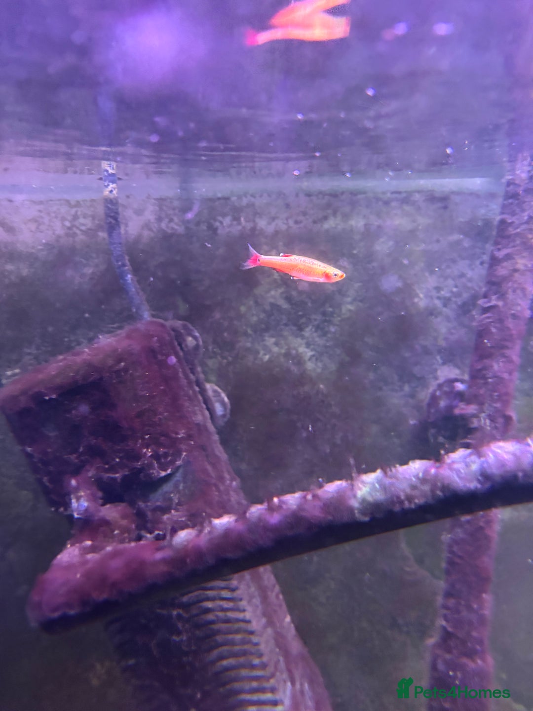 Fancy Goldfish fish for sale: Stocked cold water tank - Image 5