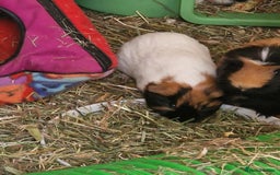 Guinea Pig rodents for sale: Female baby guinea pigs for sale - Image 4