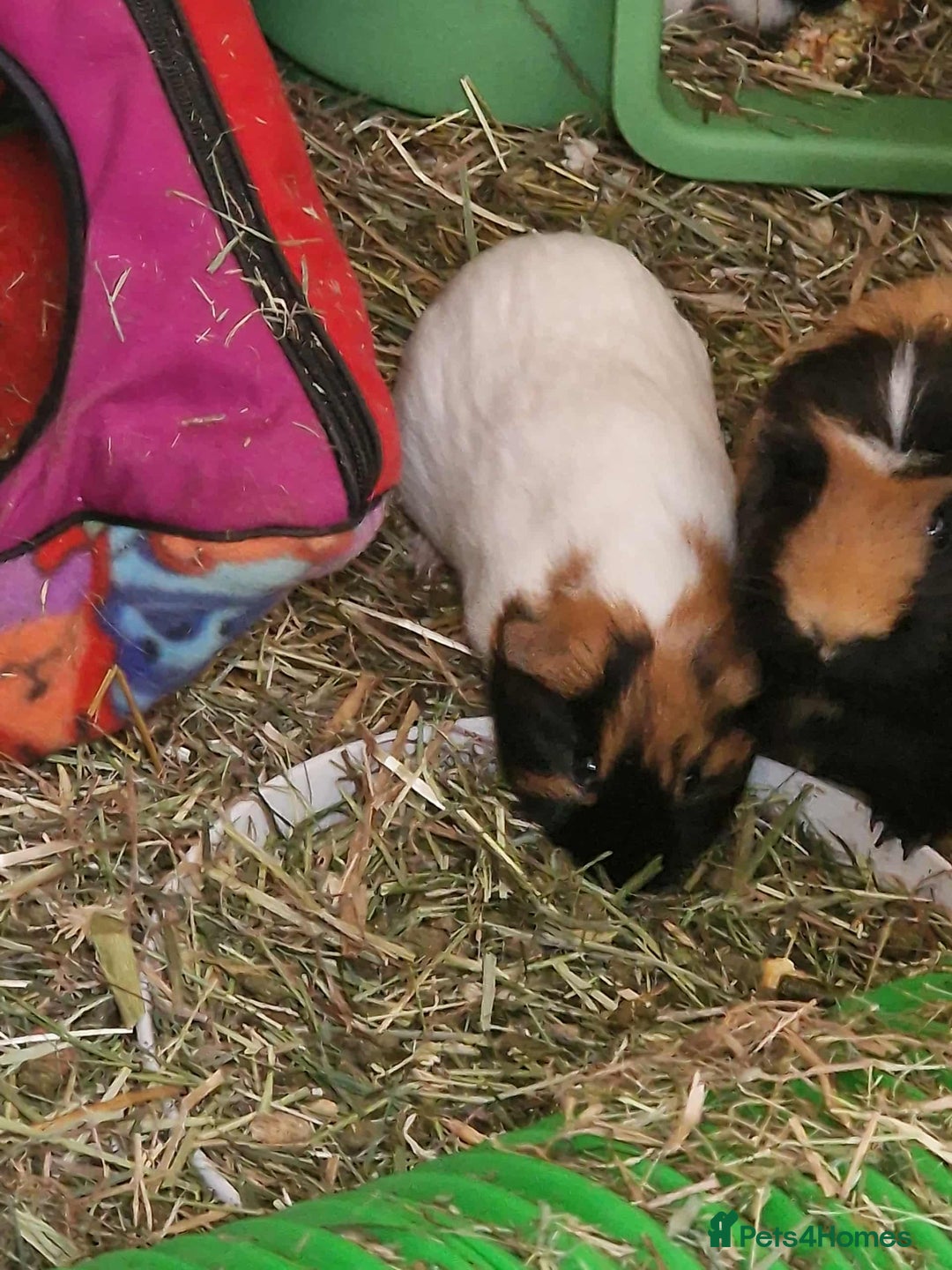 Guinea Pig rodents for sale: Female baby guinea pigs for sale - Image 4