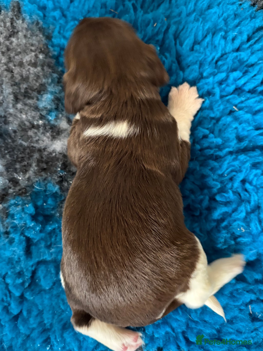 English Springer Spaniel dogs for sale: Beautiful litter of KC REG Puppies - Advert 21